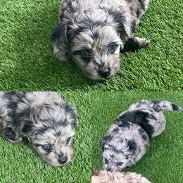 Aussiedoodle and Australian Shepherd Puppies from Legacy Farm