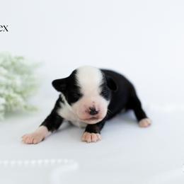 Tex - Black tri male Miniature Australian Shepherd puppy in Wooster, Ohio from Kari's Mini Aussies