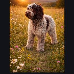 Australian Labradoodle, Bernedoodle, Goldendoodle, Poodle, and Sheepadoodle All Grown Up from Sutton Place Doodles