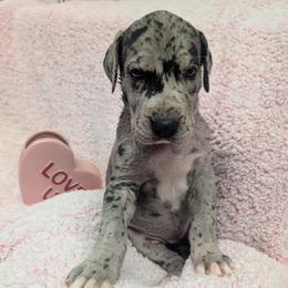 Kiki - Merle female Great Dane puppy in Brooksville, Florida from Follow My Lead Great Danes