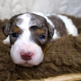 Jovie - Merle female Bernedoodle puppy in Bowling Green, Ohio from Windy Creek Doodles