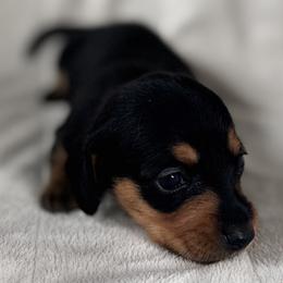 Clover - Black and tan female Dachshund puppy in Fayetteville, Arkansas from Natural State Dachshunds