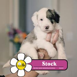 Stock - Blue merle and white male Sheepadoodle puppy in Cleveland, Tennessee from Narrow Path Old English & Sheepadoodles
