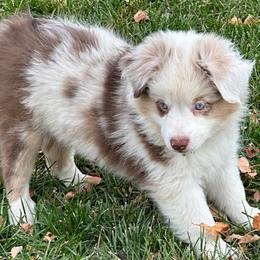 Bo - Red tri Miniature Australian Shepherd puppy in Colorado from Pittenweem Farm