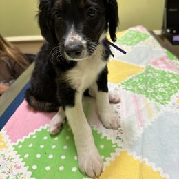 Bernedoodle Puppies from Doodle Dealers