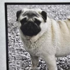 Pomskies and Pugs from Peace Road Puppies