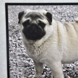 Pomskies and Pugs from Peace Road Puppies