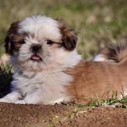Shih Tzu puppies from Shih Tzus To Love