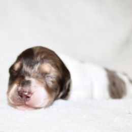 Dylan - Dapple male Dachshund puppy in Fairfax, Iowa from Grayson’s Lovable Dachshunds
