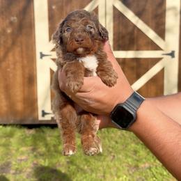 Brooks - Tri-color male Bernedoodle puppy in Greenville, Texas from Doodles of Promise