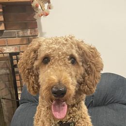 Bailey - Poodle