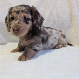 AKC Chocolate Dapple Boy 1 - Dapple male Dachshund puppy in Choctaw, Oklahoma from TS Performance Horses & Dachshunds