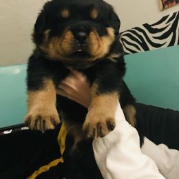Rottweiler Puppies from FordernBache Rottweilers