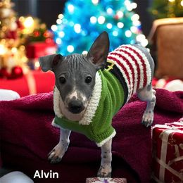 Alvin - White and black male American Hairless Terrier puppy in Buckingham, Illinois from Gaus Hof
