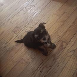 Laila - Black and tan female Yorkshire Terrier puppy in Redford Township, Michigan from Childress Yorkies