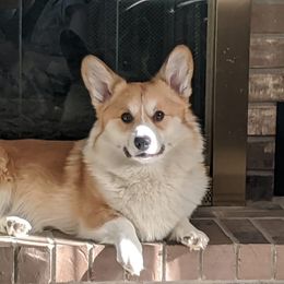 Coton de Tulear and Pembroke Welsh Corgi All Grown Up from Marnac