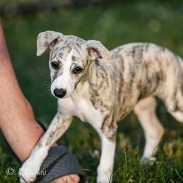 Whippet Puppies from Winstar Whippets