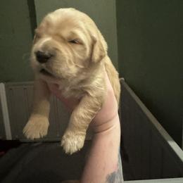 Boy 1 - Golden male Golden Retriever puppy in Grant, Michigan from Precious Kennel Retrievers