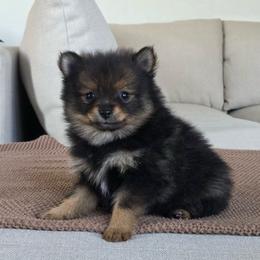 Girl 3 - Black and tan female Pomeranian puppy in Meridian, Idaho from Idaho_poms