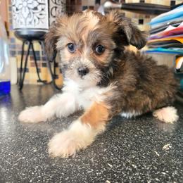 Yorkipoo puppies from GRIFFEY'S SPA AND KENNEL