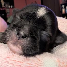 Cotton Candy - Sable and white female Shih Tzu puppy in Orange Park, Florida from Sweetz Kennelz