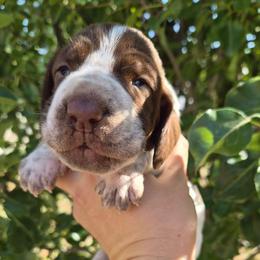 Jefferson - White and chestnut male Bracco Italiano puppy in Silver Summit, Utah from Snow Peak Kennel
