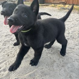 Green - Black sable male Belgian Malinois puppy in Ellerbe, North Carolina from Grand Prix Kennel