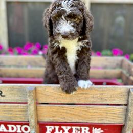 Bernedoodle Puppies from Vidadoodle