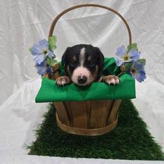 Joey - Black white and tan male Entlebucher Mountain Dog puppy in New Cordell, Oklahoma from QH Entlebucher Kennel