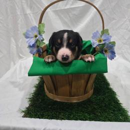 Joey - Black white and tan male Entlebucher Mountain Dog puppy in New Cordell, Oklahoma from QH Entlebucher Kennel