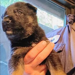 Green - Black and tan male German Shepherd puppy in Dawsonville, Georgia from Vom Aussenseiter
