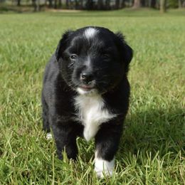 Miniature Australian Shepherds from Tall Tree Aussies