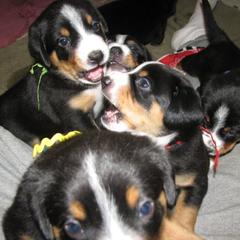 Entlebucher Mountain Dog Puppies from Bar TT Ranch Entlebuchers