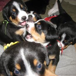 Entlebucher Mountain Dog Puppies from Bar TT Ranch Entlebuchers