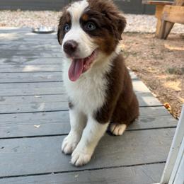 Asher - Red tri-color male Australian Shepherd puppy in Richmond, Texas from Big Zen Aussies