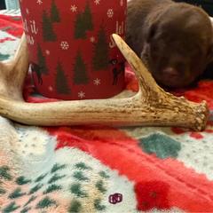 Girl 1 Teal - Chocolate female Labrador Retriever puppy in Normantown, West Virginia from Meadows Labradors