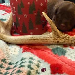Girl 1 Teal - Chocolate female Labrador Retriever puppy in Normantown, West Virginia from Meadows Labradors