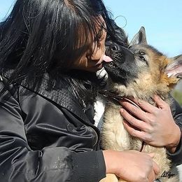 German Shepherd Puppies from von Nadar German Shepherds