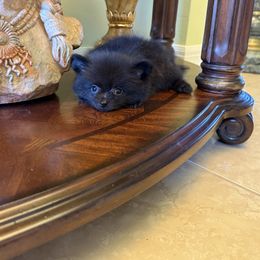 Shadows - Black male Pomeranian puppy in North Naples, Florida from Moon Ranch Puppies