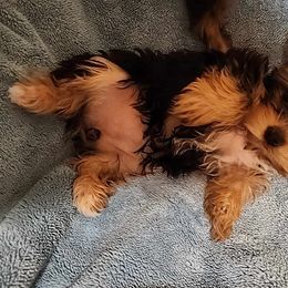 Yorkshire Terrier Puppies from Little Yorkie World Texas