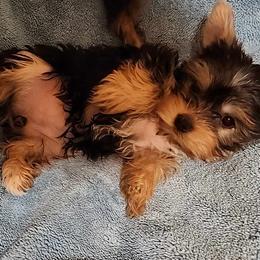 Yorkshire Terrier Puppies from Little Yorkie World Texas