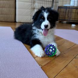 Hans - Black tri-color male Australian Shepherd puppy in Terryville, Connecticut from Spirited Aussies
