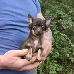Truffle - Chocolate and tan female Chihuahua puppy in East Camden, Arkansas from RoyAl