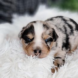 Aussiedoodle, Australian Shepherd, and Great Pyrenees Puppies from Naches Heights Ranch