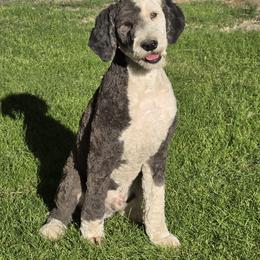 Sheepadoodle All Grown Up from My Sheepadoodle