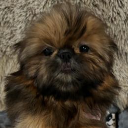 Boy 2 - Red male Shih Tzu puppy in Dallas, Texas from A Sassy Soul Shih-Tzu