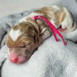 Candy Cane (Pink Band) - Parti female Labradoodle puppy in Plainfield, New Jersey from Caris Paws Poodles and Labradoodles