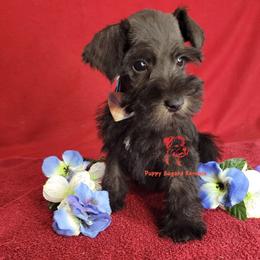 Boy 3 - male Miniature Schnauzer puppy in Daphne, Alabama from Puppy Sugars Kennels