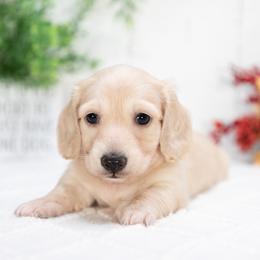 Boy 2 - male Dachshund puppy in Lagrange, Indiana from Royal Paws