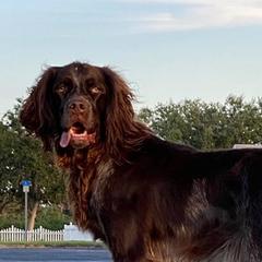 Picardy Spaniels from SW Florida Picardy's